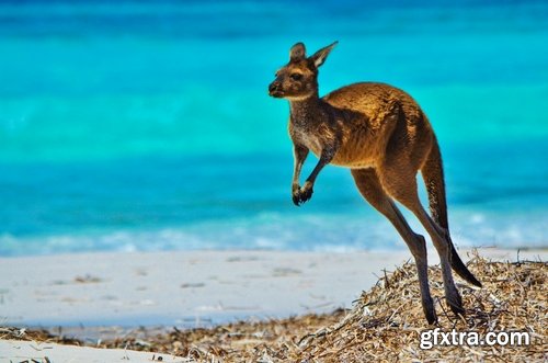 Australia collection kangaroo marsupial nature reserve 25 HQ Jpeg