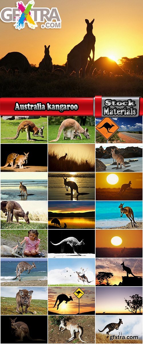 Australia collection kangaroo marsupial nature reserve 25 HQ Jpeg