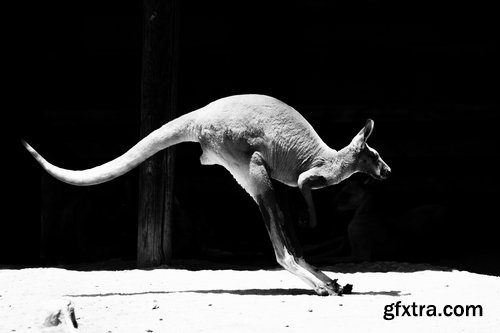 Australia collection kangaroo marsupial nature reserve 25 HQ Jpeg