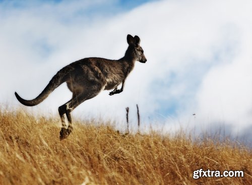 Australia collection kangaroo marsupial nature reserve 25 HQ Jpeg