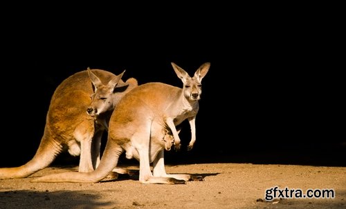 Australia collection kangaroo marsupial nature reserve 25 HQ Jpeg