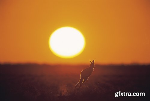 Australia collection kangaroo marsupial nature reserve 25 HQ Jpeg