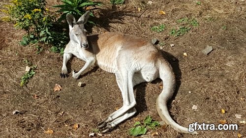 Australia collection kangaroo marsupial nature reserve 25 HQ Jpeg