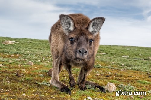 Australia collection kangaroo marsupial nature reserve 25 HQ Jpeg