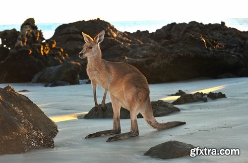 Australia collection kangaroo marsupial nature reserve 25 HQ Jpeg