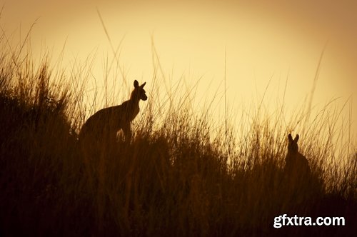 Australia collection kangaroo marsupial nature reserve 25 HQ Jpeg