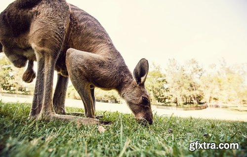 Australia collection kangaroo marsupial nature reserve 25 HQ Jpeg