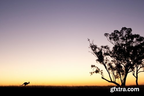 Australia collection kangaroo marsupial nature reserve 25 HQ Jpeg