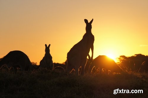 Australia collection kangaroo marsupial nature reserve 25 HQ Jpeg