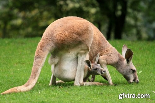 Australia collection kangaroo marsupial nature reserve 25 HQ Jpeg