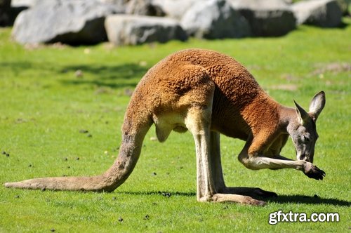 Australia collection kangaroo marsupial nature reserve 25 HQ Jpeg