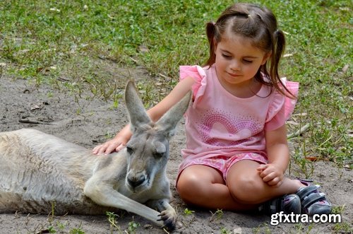 Australia collection kangaroo marsupial nature reserve 25 HQ Jpeg