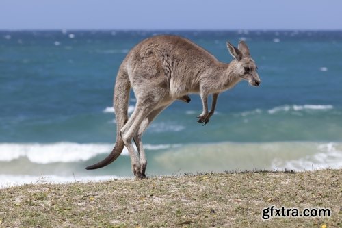 Australia collection kangaroo marsupial nature reserve 25 HQ Jpeg