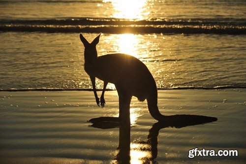 Australia collection kangaroo marsupial nature reserve 25 HQ Jpeg