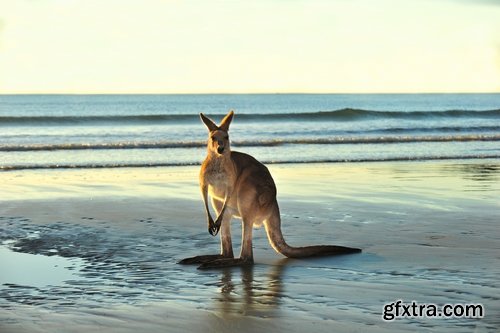 Australia collection kangaroo marsupial nature reserve 25 HQ Jpeg