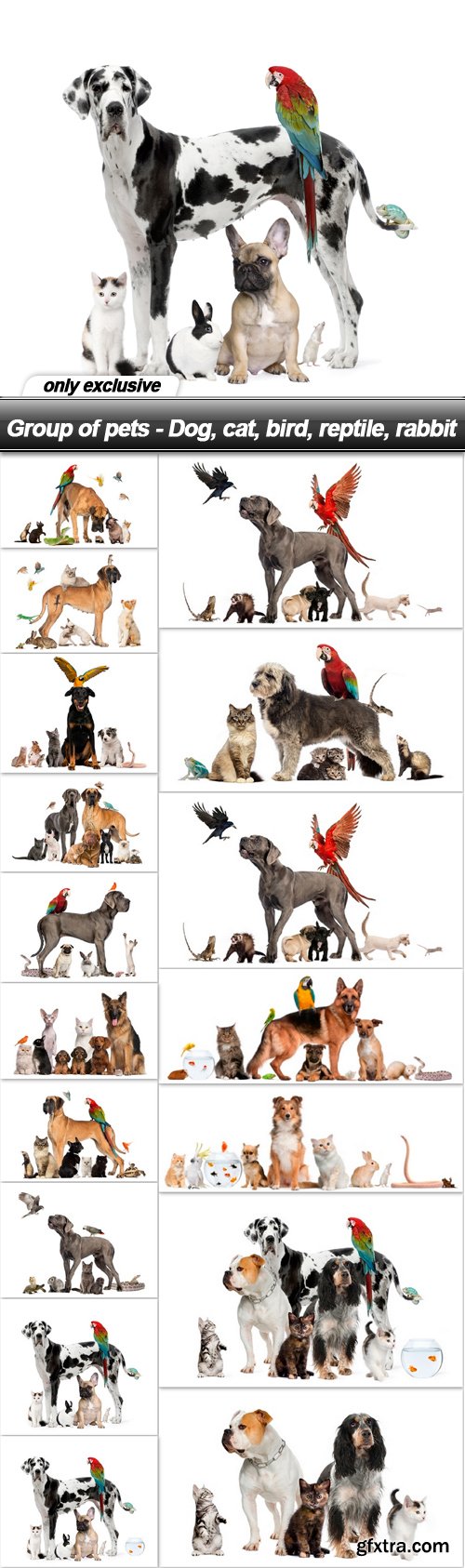 Group of pets - Dog, cat, bird, reptile, rabbit - 17 UHQ JPEG