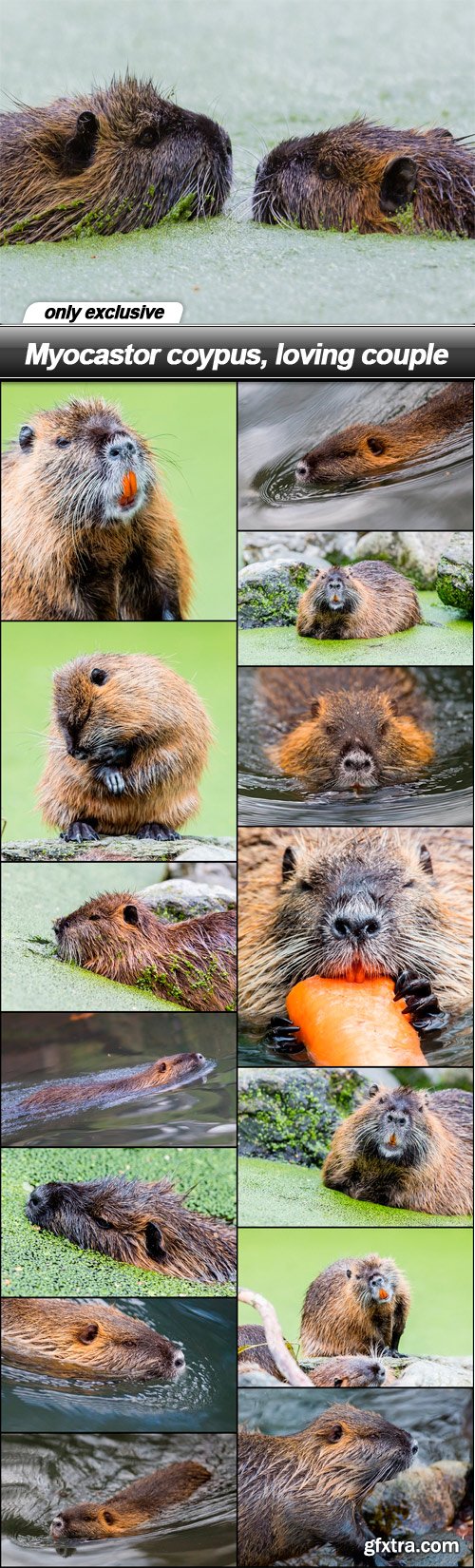 Myocastor coypus, loving couple - 15 UHQ JPEG