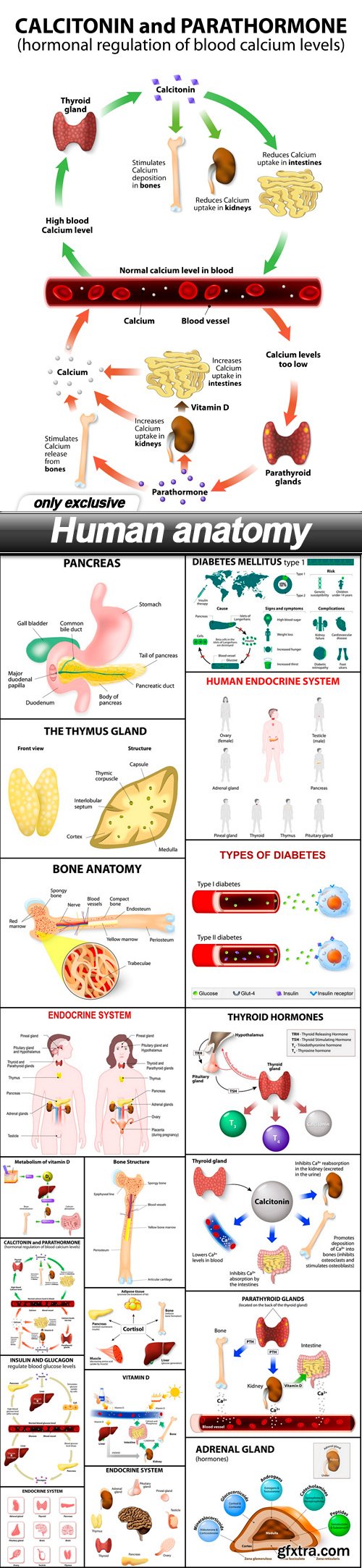 Human anatomy - 19 EPS