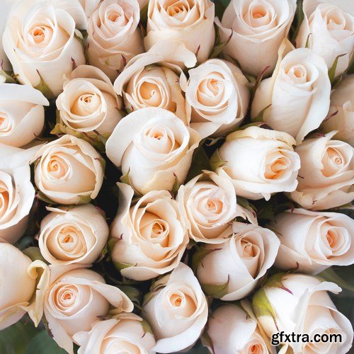 Beautiful Roses 2 - 16xUHQ JPEG