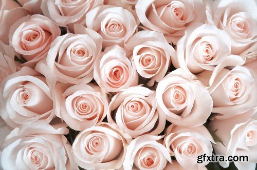 Beautiful Roses 2 - 16xUHQ JPEG