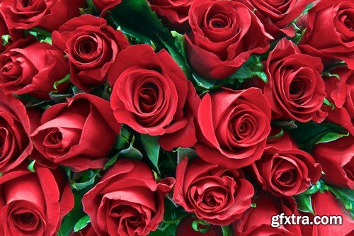 Beautiful Roses 2 - 16xUHQ JPEG