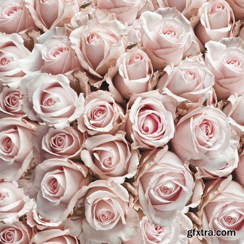 Beautiful Roses 2 - 16xUHQ JPEG