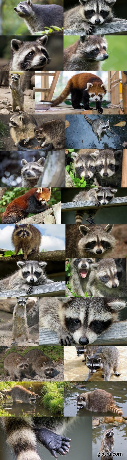 Raccoons