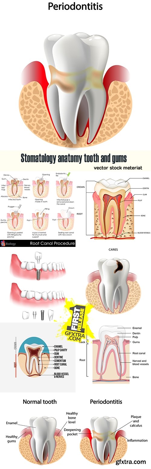 Stomatology anatomy tooth and gums