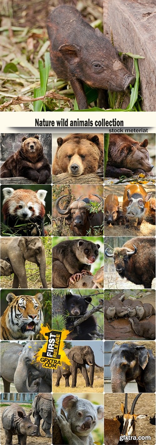 Nature wild animals collection