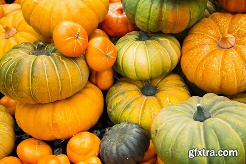 Collection of halloween pumpkin Thanksgiving orange vegetable 25 HQ Jpeg