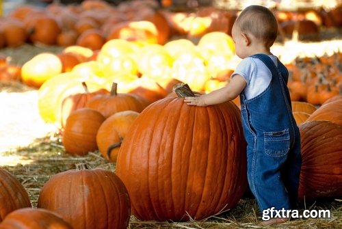 Collection of halloween pumpkin Thanksgiving orange vegetable 25 HQ Jpeg