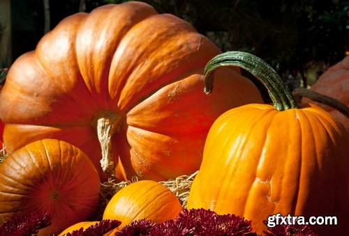 Collection of halloween pumpkin Thanksgiving orange vegetable 25 HQ Jpeg