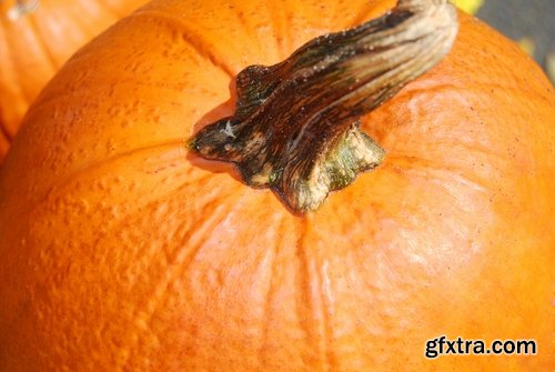 Collection of halloween pumpkin Thanksgiving orange vegetable 25 HQ Jpeg