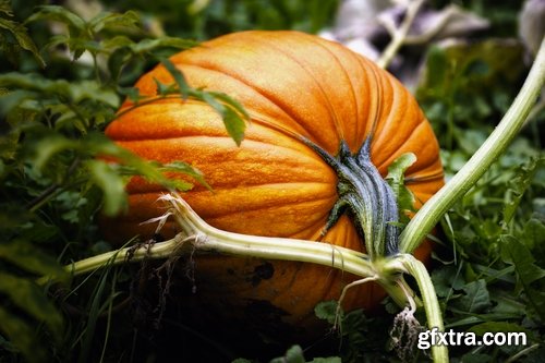 Collection of halloween pumpkin Thanksgiving orange vegetable 25 HQ Jpeg