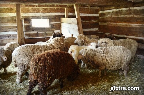 Collection of sheep wool sheep lamb skin shepherd 25 HQ Jpeg