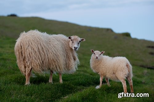 Collection of sheep wool sheep lamb skin shepherd 25 HQ Jpeg