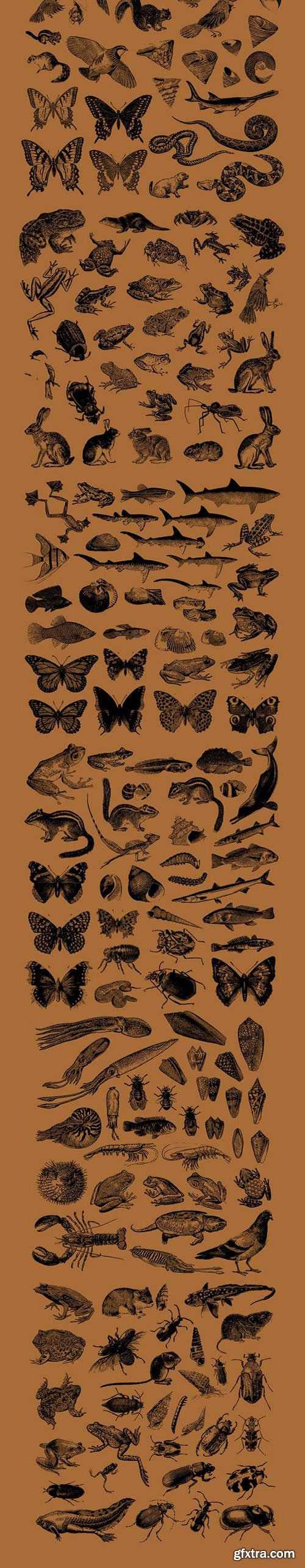 CM - Vintage Animals Vectors 777712