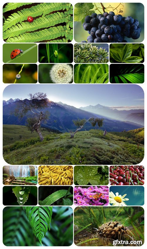 Wallpaper pack - Vegetation