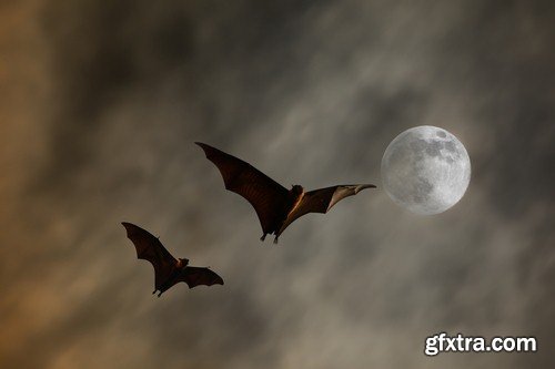 Backgrounds bat - 5 UHQ JPEG