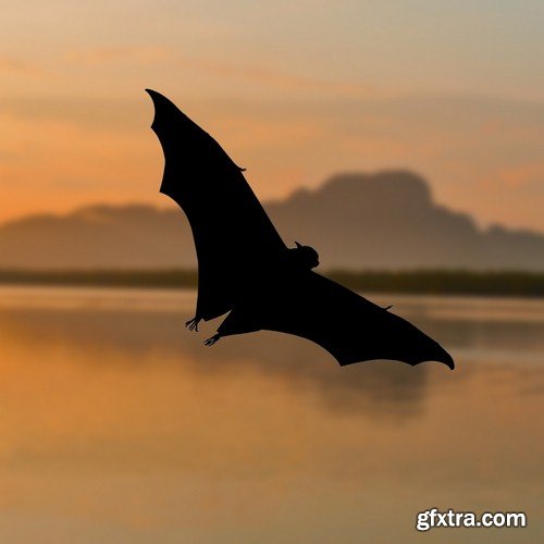 Backgrounds bat - 5 UHQ JPEG