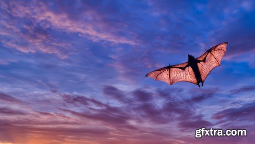 Backgrounds bat - 5 UHQ JPEG