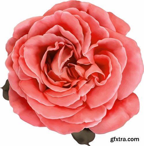 Collection of rose flower invitation card postcard vector image 25 EPS