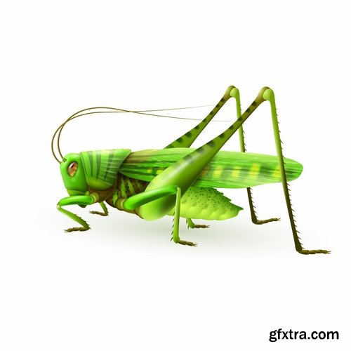 Collection of locust grasshopper insect pest a vector image 25 EPS