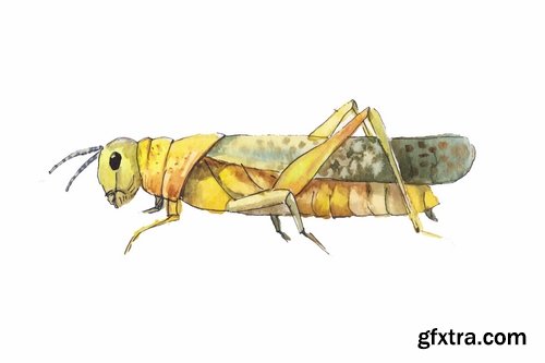 Collection of locust grasshopper insect pest a vector image 25 EPS