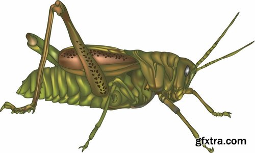 Collection of locust grasshopper insect pest a vector image 25 EPS