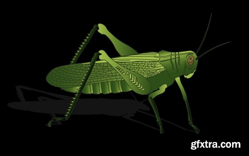 Collection of locust grasshopper insect pest a vector image 25 EPS