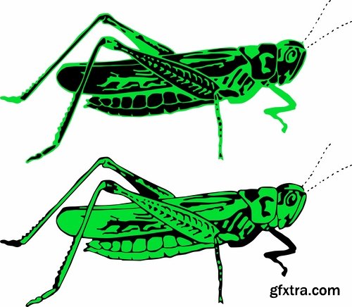 Collection of locust grasshopper insect pest a vector image 25 EPS