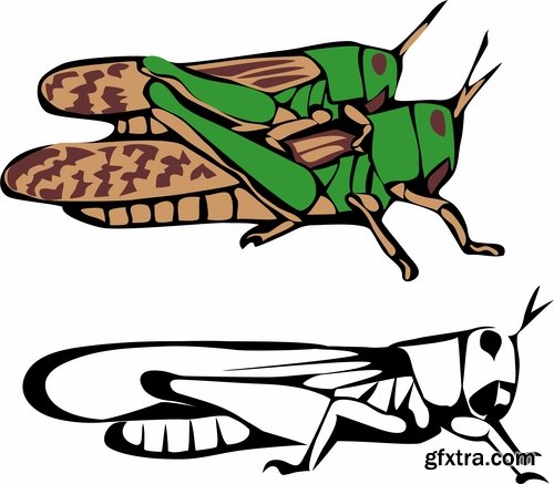 Collection of locust grasshopper insect pest a vector image 25 EPS