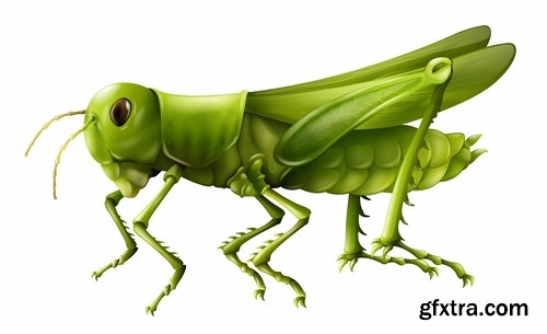 Collection of locust grasshopper insect pest a vector image 25 EPS