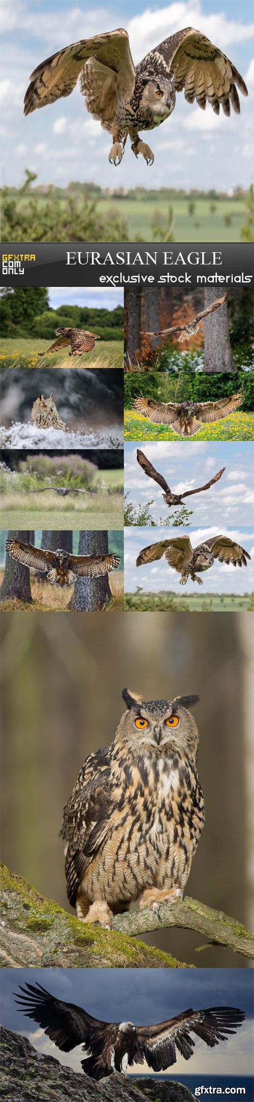 Eurasian Eagle, 10 UHQ JPEG